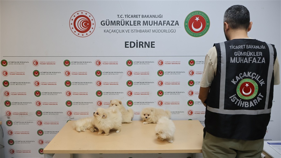 TİCARET BAKANLIĞI GÜMRÜKLER MUHAFAZA EKİPLERİNDEN YAVRU CAN DOSTLARIMIZIN KAÇAKÇILIĞINA ENGEL